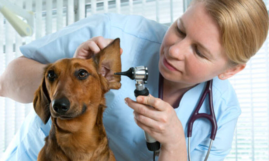 Becoming a Veterinarian